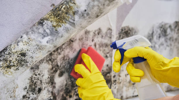 Best Environmental Consulting for Mold Prevention  in Swoyersville, PA